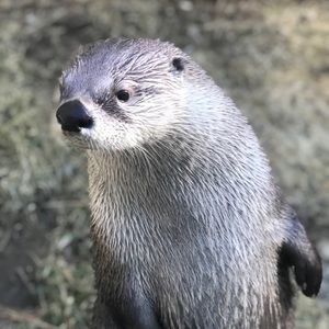 Meet your Posher, Ian